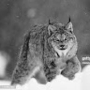 Meet your Posher, Owen